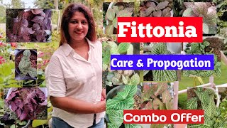 Fittonia  Fittonia plant care in malayalam  Combo offer [upl. by Clarisa391]