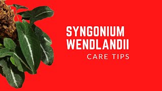 SYNGONIUM WENDLANDII  CARE TIPS [upl. by Ettegdirb]