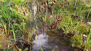 Crystal Clear Stream Meandering Through Lush Grass 🌿💧 [upl. by Brookhouse990]