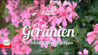 Geranien – die wichtigsten Tipps für Pflanzung und Pflege von Pelargonien [upl. by Maziar]