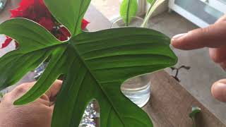 Philodendron Pedatum Propagation Update [upl. by Siro]