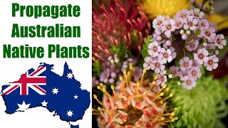 How to Propagate Australian Native Plants [upl. by Burtie]