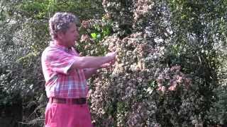 HOW TO PLANT AND GROW CHILEAN GUAVA [upl. by Dixon42]