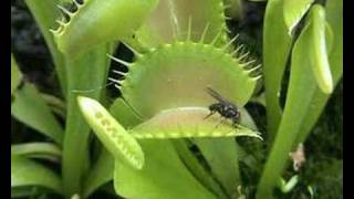 Plante carnivore en action quotDionaea muscipulaquot [upl. by Acilgna]