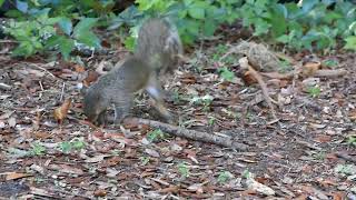 Playing Squirrel [upl. by Brigitta922]