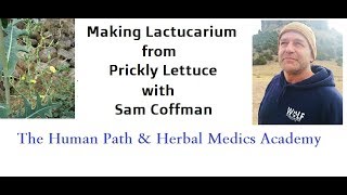 How to make Lactucarium from Opium Lettuce [upl. by Gamali]