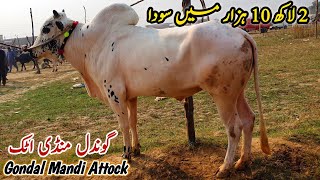 Today Gondal Mandi Attock Latest Update 21 October 2024  Desi Fatehjangi Bulls [upl. by Melessa234]