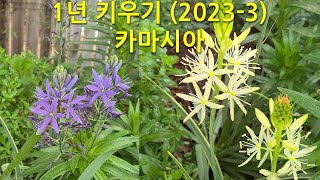 1년 키우기20233 카마시아 This is how Camassia changes over the course of a year [upl. by Lichter567]