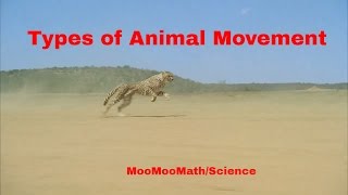 Life ScienceTypes of Animal Movement [upl. by Yenahteb]