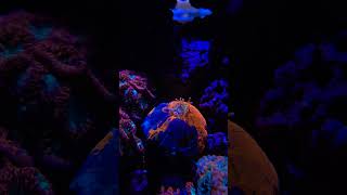 Amazing Scolymia Coral feeding hyperlaps [upl. by Atikehs823]