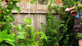 Summer pruning gooseberry cordons [upl. by Gargan]