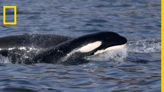 Des orques chassent une baleine à bosse [upl. by Nosral]