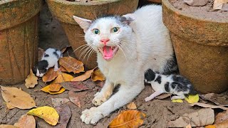 This Mother Cat Lost Her First BabiesNow She Wont Let Anyone Near Them [upl. by Kceb]