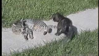 pitbull attacks cat [upl. by Nomis]