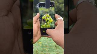 Smartphone Macro Photography Mobile Macro Lens [upl. by Stander]