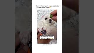 Your daily dose of funny cute dogs funny dogs funnydogs compilation [upl. by Oznole]