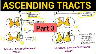 Ascending Tracts  3  Dorsal and Ventral Spinocerebellar Tract [upl. by Aline]