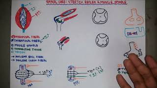 Stretch Reflex  Muscle Spindle  Knee Jerk Reflex  Neurology  Neurophysiology  Bangla [upl. by Ettenoj]