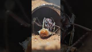 Myrmecia brevinoda enjoying some Dubia juice [upl. by Loma]