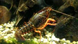 Beautiful red swamp crawfish  Roter Amerikanische Sumpfkrebs  Aquazoo 2048 [upl. by Dewayne]