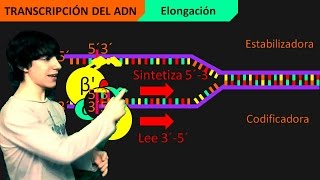 Transcripción del ADN Paso a Paso [upl. by Ellary]