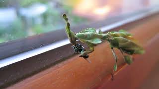 Praying Mantis eats fly alive [upl. by Ahseyi108]