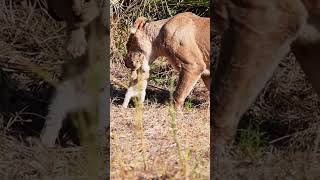 Lion Cub Cries Out for Moms Attention [upl. by Issiah869]