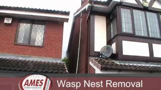 Wasp Nest Removal From Loft In Birmingham UK [upl. by Anitsrhc]