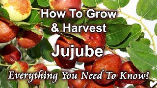 How To Grow And Harvest Jujube Chinese Date At Home [upl. by Ehcram930]