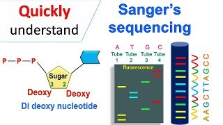 Sanger sequencing [upl. by Langan]