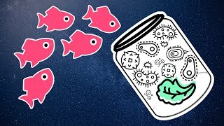 How to Make Infusoria for Baby Fish [upl. by Farrand]