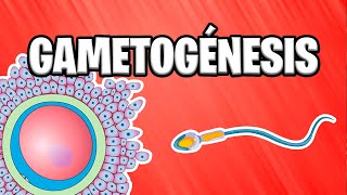 ✅ GAMETOGÉNESIS ¿Como se forman las gametas  EMBRIOLOGÍA 📚 [upl. by Felt109]