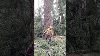 Arborist cutting tree down  mountains world life job [upl. by Sandor]