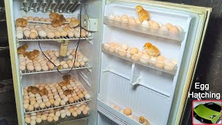 Egg hatching in old Refrigerator  fridge   Egg incubator [upl. by Knudson]