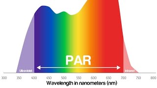 Photosynthetically Active Radiation PAR [upl. by Aiyt813]