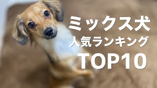 ミックス犬人気ランキングTOP10 ※映像は全てチワックスです [upl. by Tiphanie]