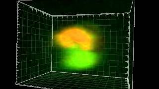 A mitotic nucleus in 3D [upl. by Alphonsa]