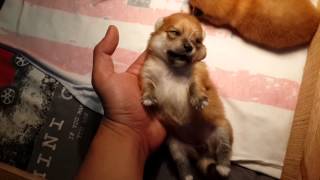 2 weeks old pomeranian puppies [upl. by Burch]