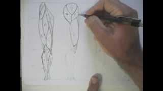 Como Desenhar Anatomia  Pernas simplificadas parte 1 [upl. by Beverly]