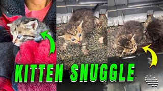 Feral Kittens Found on Farm Hissing Turns to Snuggles [upl. by Nnylram]