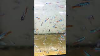 Neon Tetra Now Available in stock aquarium4k fish aquariumfish neontetras neontetrafish [upl. by Hamlen59]