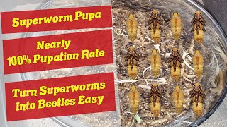 Superworm Pupation  How to get Superworms to Pupate  Superworm Pupa  Superworm Pupating [upl. by Fidel100]