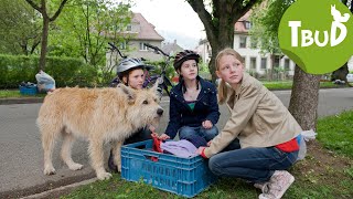 Hundefänger Folge 17  Tiere bis unters Dach  SWR Plus [upl. by Aicinod]