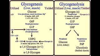 3 Carbohydrates Glycogen Metabolism شرح بالعربي [upl. by Orsay]