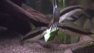 Crossocheilus siamensis eating cucumber [upl. by Filahk262]