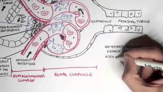 Nephrology  Kidney Physiology Overview [upl. by Nnahgaem422]