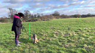 UK Sniffer dogs tracking class practicing new tracks [upl. by Stevana]