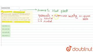 The epidermis in a dorsiventral leaf a Covers both adaxial and abaxial surfaces b Is not cov [upl. by Crescin330]