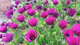 Osteospermum Soprano Purple African Daisy [upl. by Oster597]