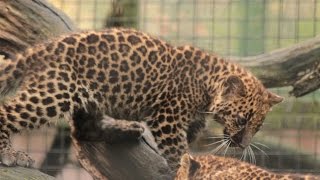 Luipaardwelpjes  Leopard cubs  Olmense ZOO 2015 [upl. by Junina83]